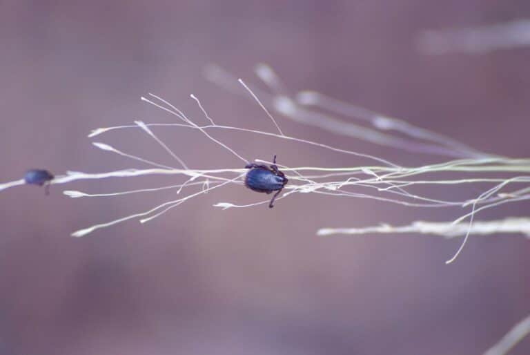 tick