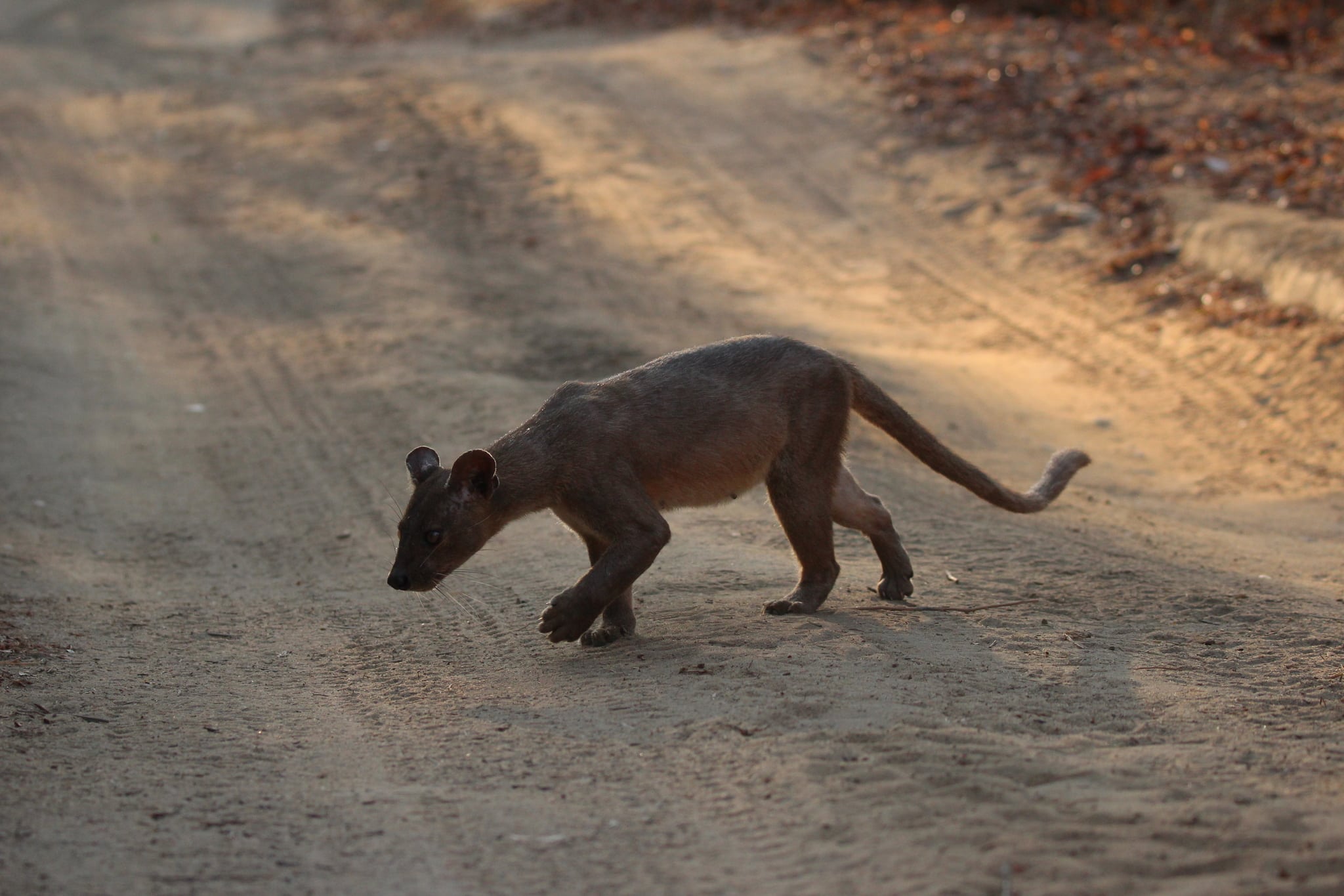 cryptoprocta ferox 455479288