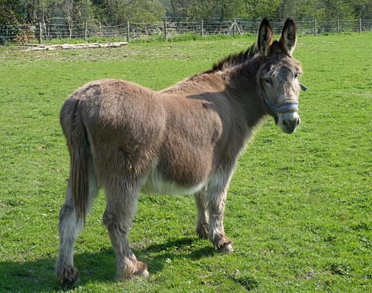 donkey j1