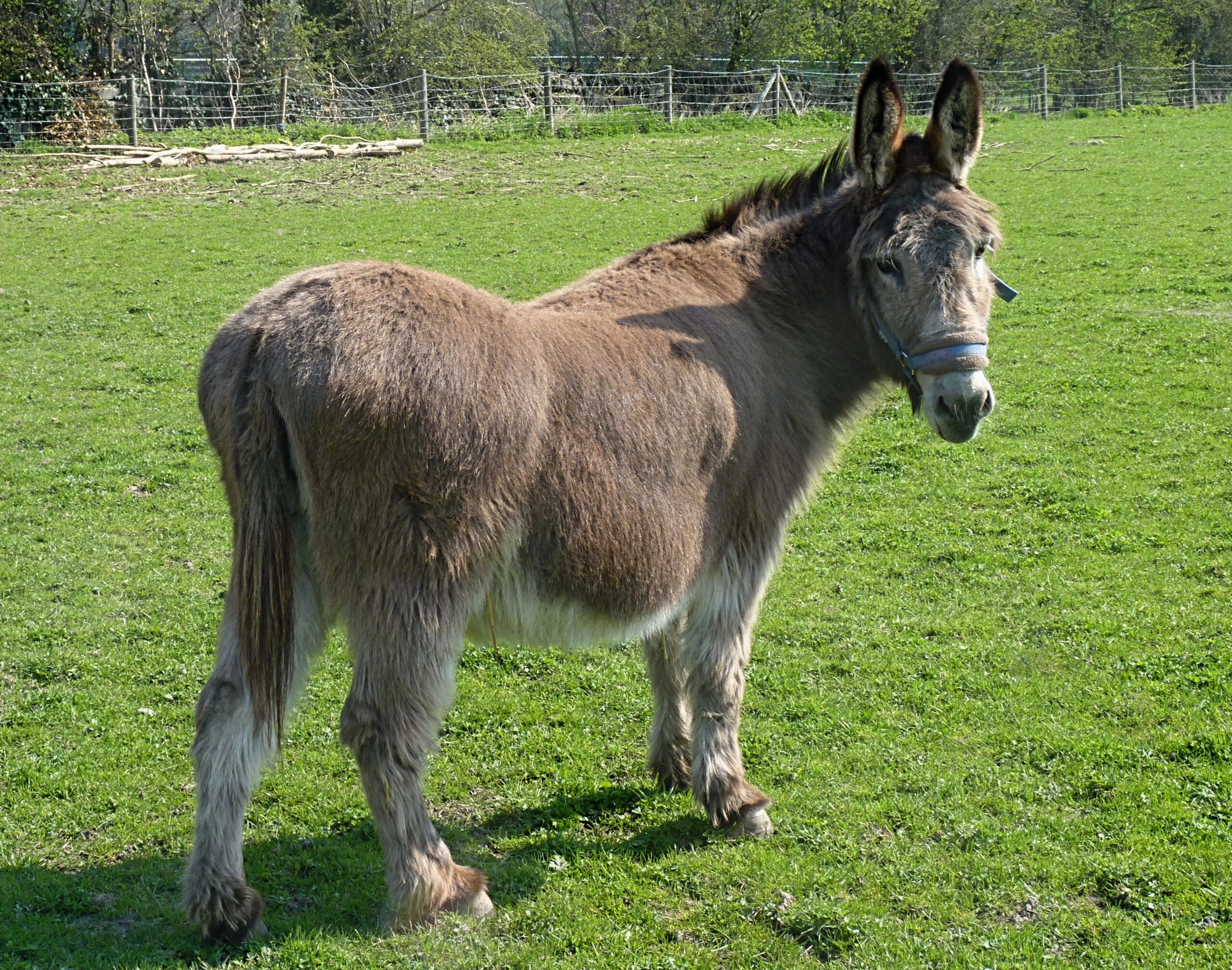 donkey j1
