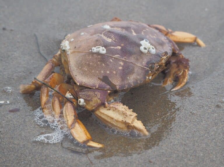 dungeness crab, metacarcinus magister dungeness crab, metacarcinus magister
