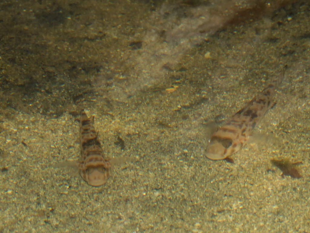 gobiidae>periophthalmus argentilineatus? barred mud skipper dscf4913 gobiidae>periophthalmus argentilineatus? barred mud skipper dscf4913