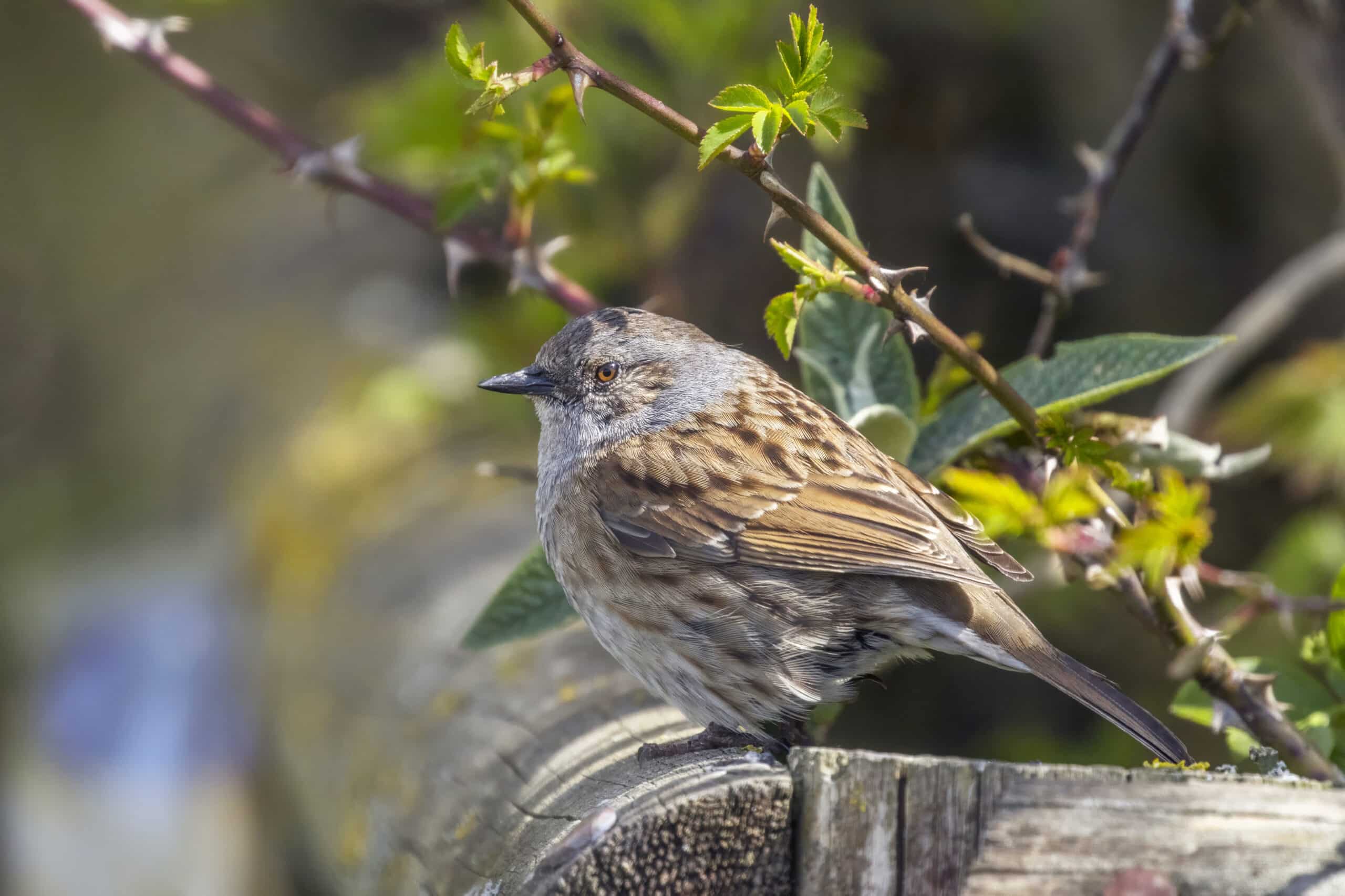 dunnock (prunella modularis) 3 dunnock (prunella modularis) 3