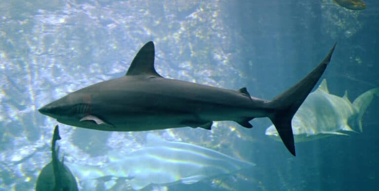carcharhinus obscurus in ushaka sea world 1084 carcharhinus obscurus in ushaka sea world 1084