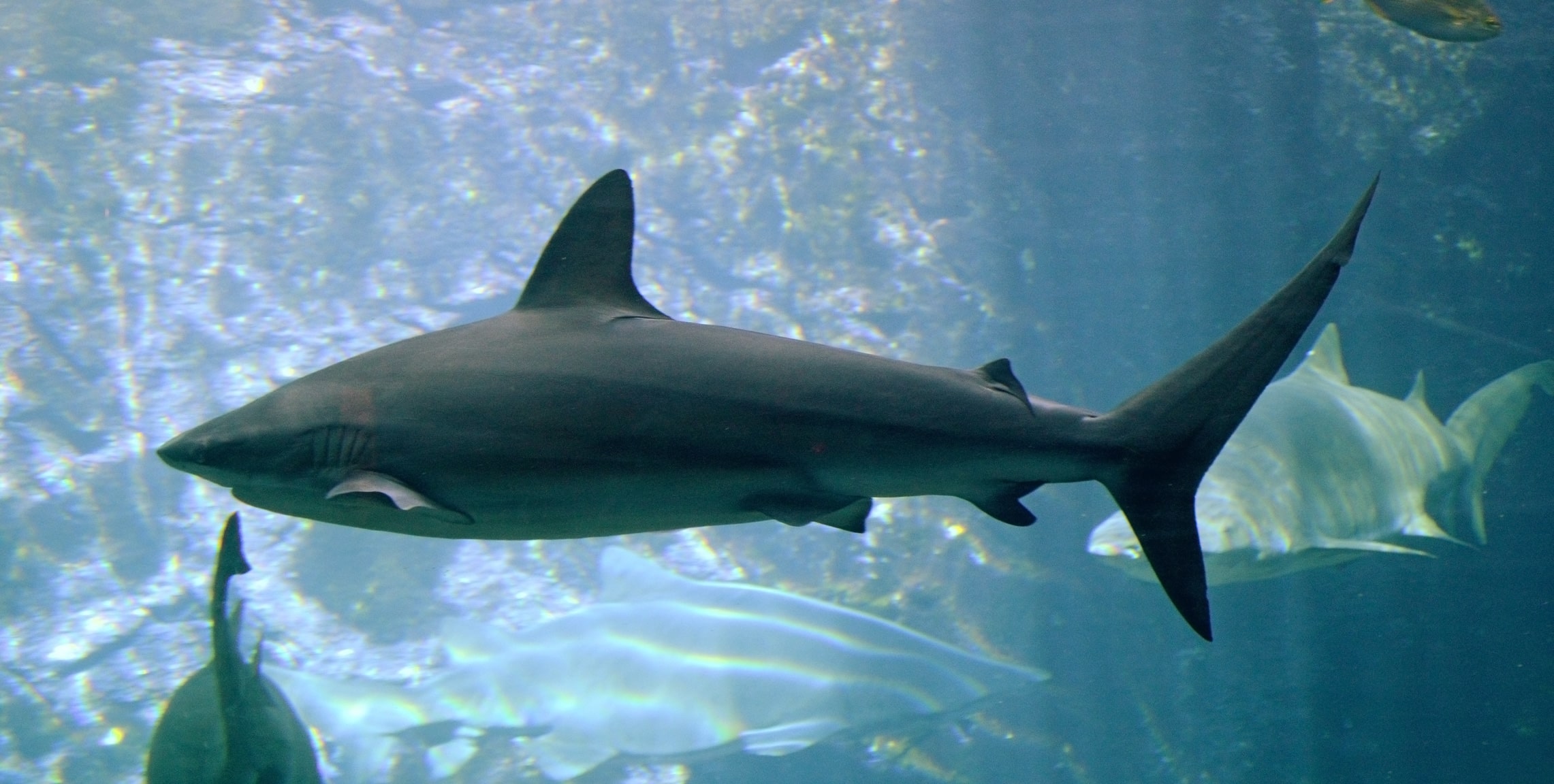 carcharhinus obscurus in ushaka sea world 1084 carcharhinus obscurus in ushaka sea world 1084