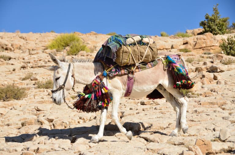donkey muqal
