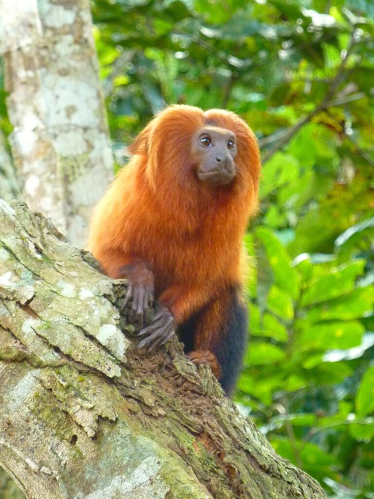 leontopithecus rosalia 56711057 leontopithecus rosalia 56711057