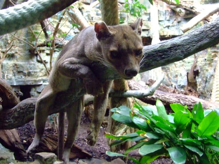 fossa zoo frankfurt