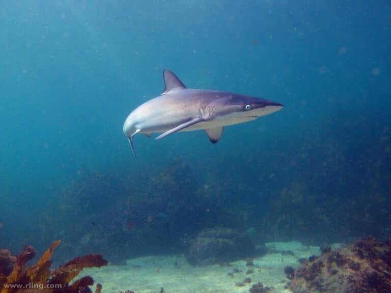 dusky whaler shark dusky whaler shark