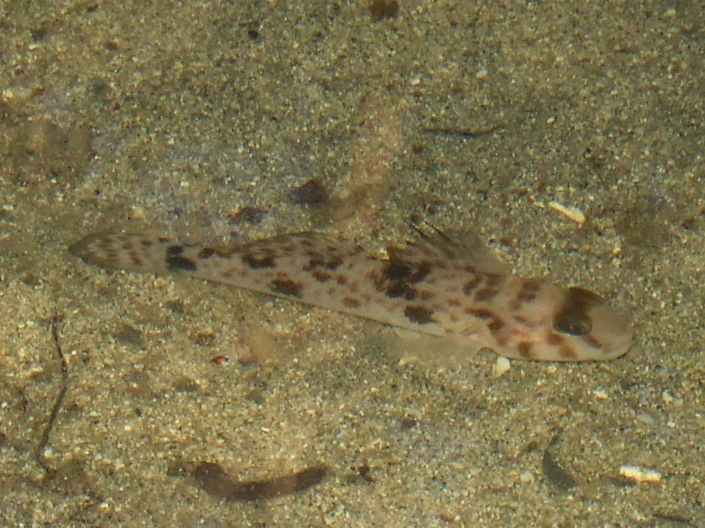 gobiidae>periophthalmus argentilineatus? barred mud skipper dscf4912 gobiidae>periophthalmus argentilineatus? barred mud skipper dscf4912