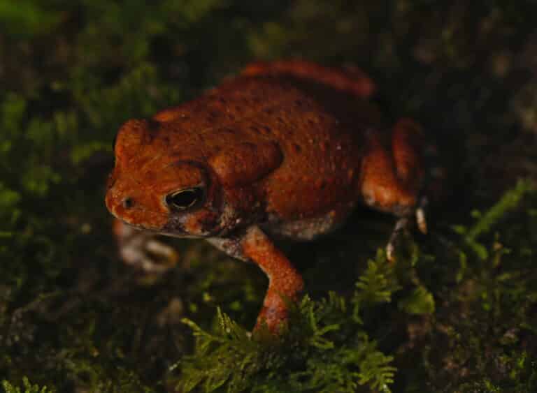anaxyrus americanus charlesmithi, seitenansicht anaxyrus americanus charlesmithi, seitenansicht
