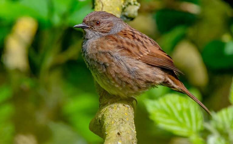 dunnock ( prunella modularis ) … staveley , yorkshire (53728416124) dunnock ( prunella modularis ) … staveley , yorkshire (53728416124)