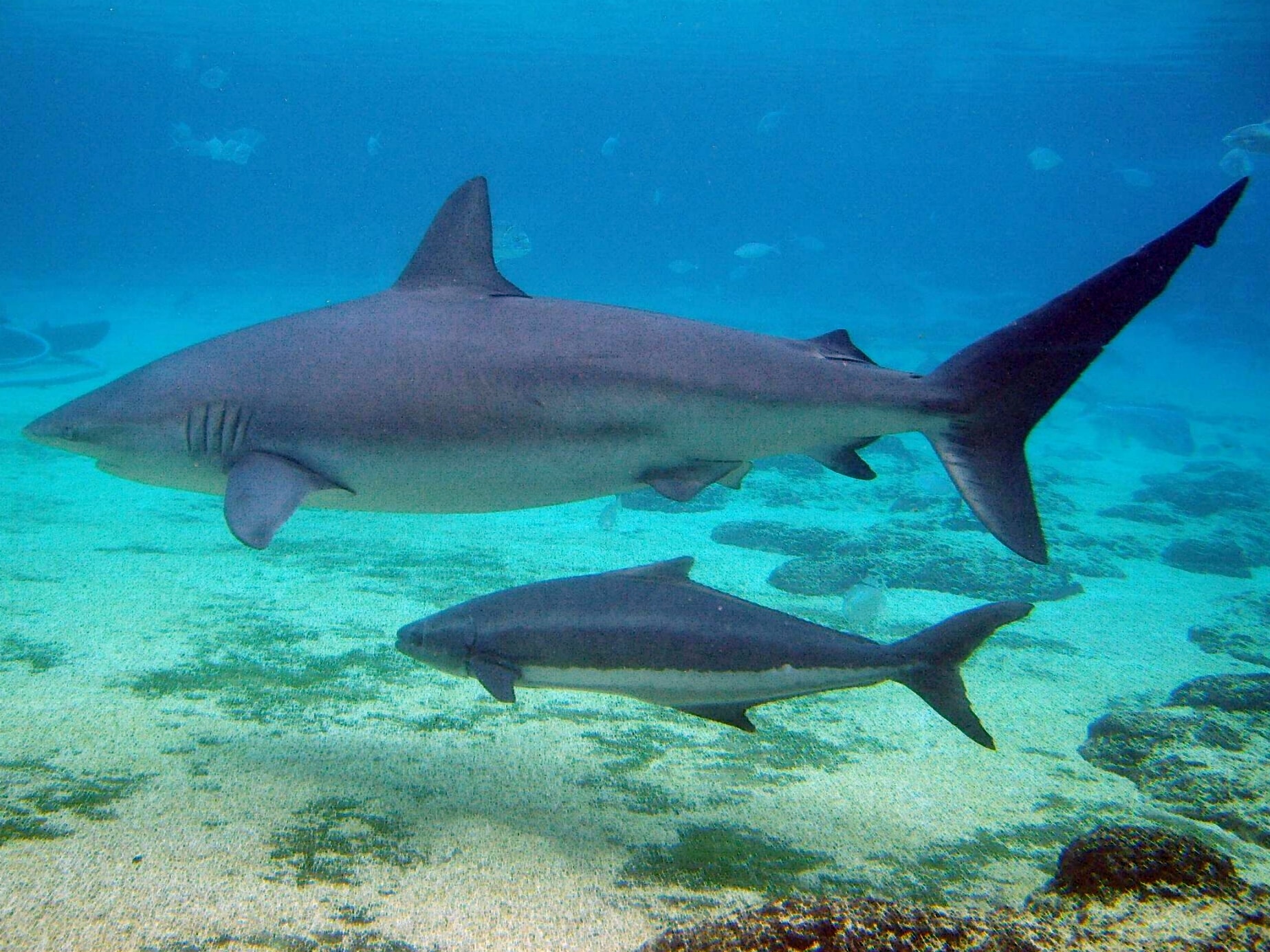 carcharhinus obscurus at seaworld carcharhinus obscurus at seaworld