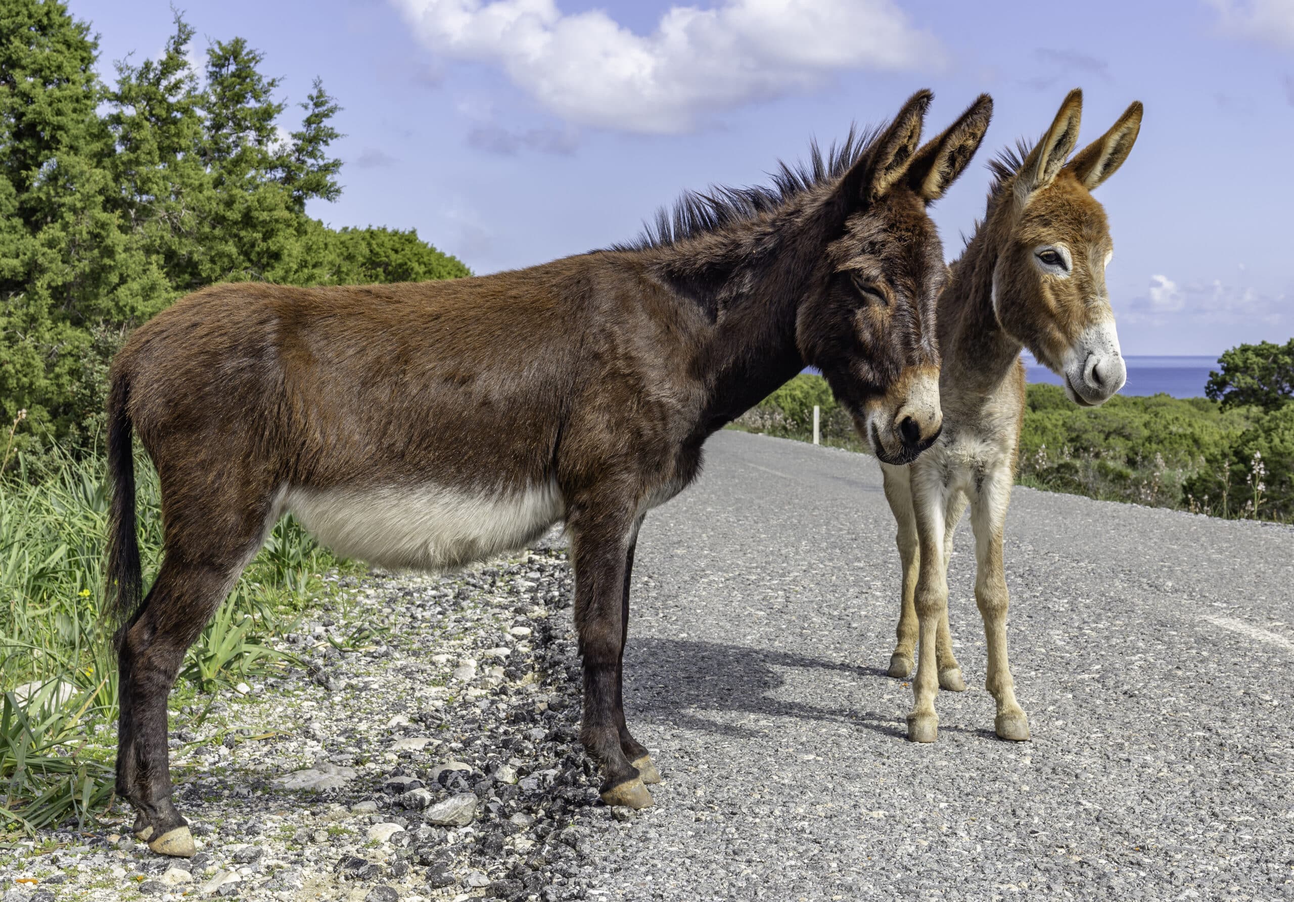 cyprus donkeys, karpaz, northern cyprus