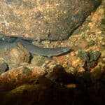 Freshwater Eel