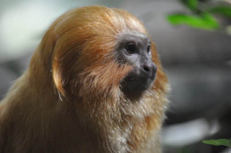 file:löwenäffchen leontopithecus rosalia frankfurt zoo.jpg file:löwenäffchen leontopithecus rosalia frankfurt zoo.jpg