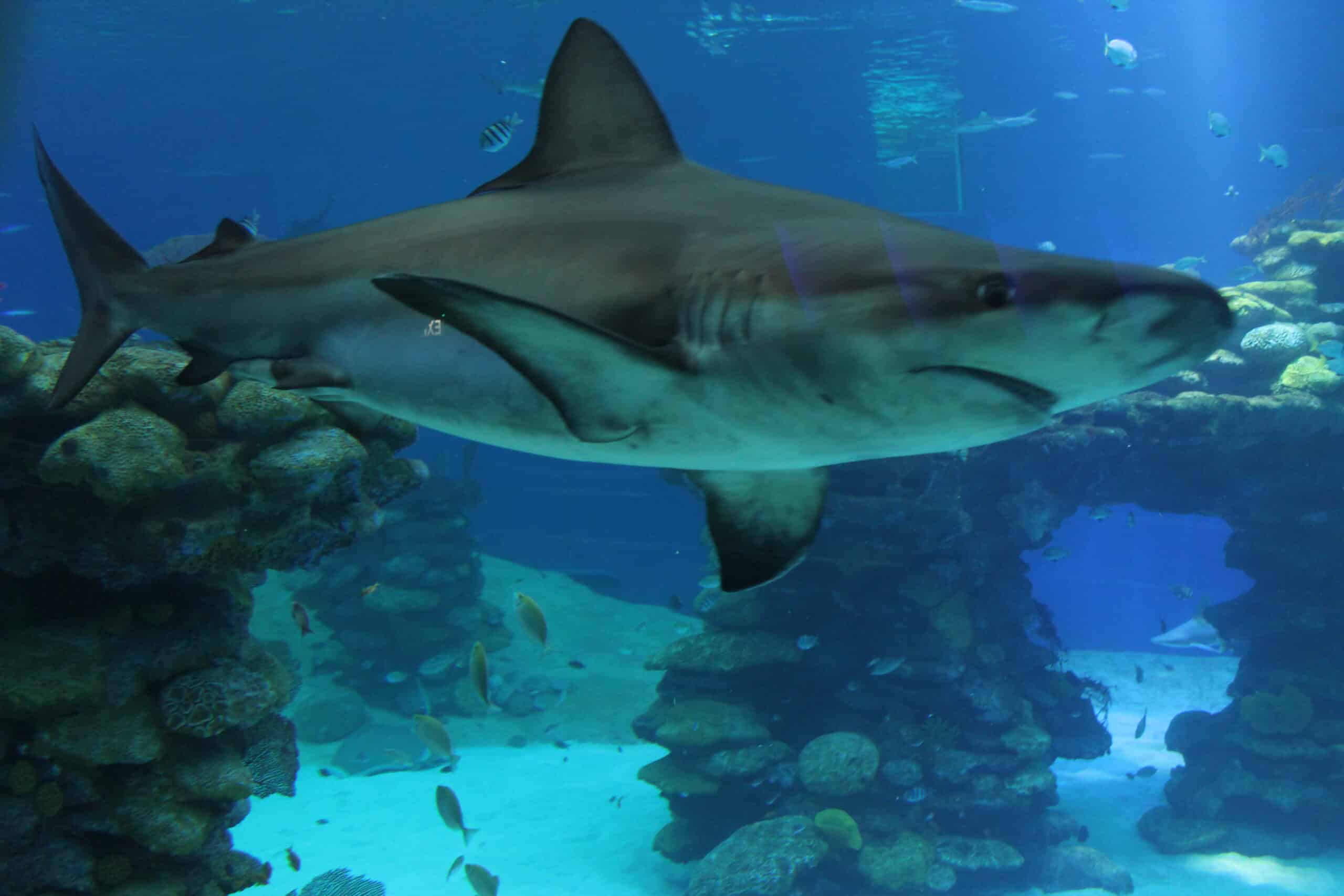 file:carcharhinus obscurus eilat.jpg file:carcharhinus obscurus eilat.jpg