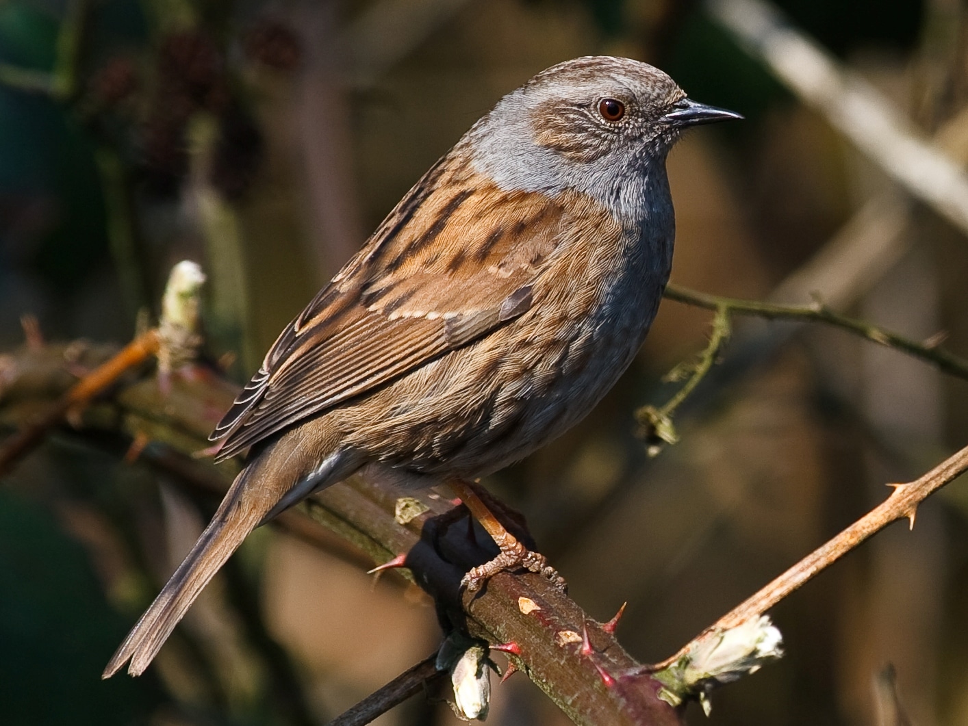 prunella modularis crop prunella modularis crop