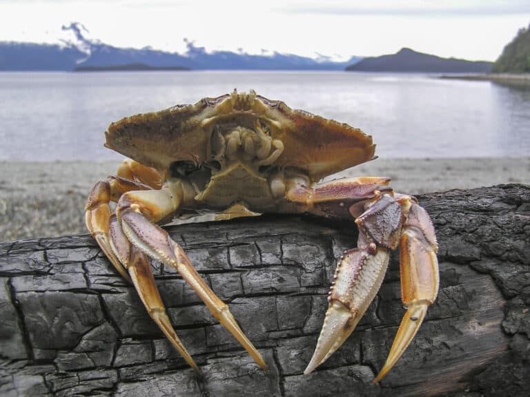 dungeness crab 47 dungeness crab 47