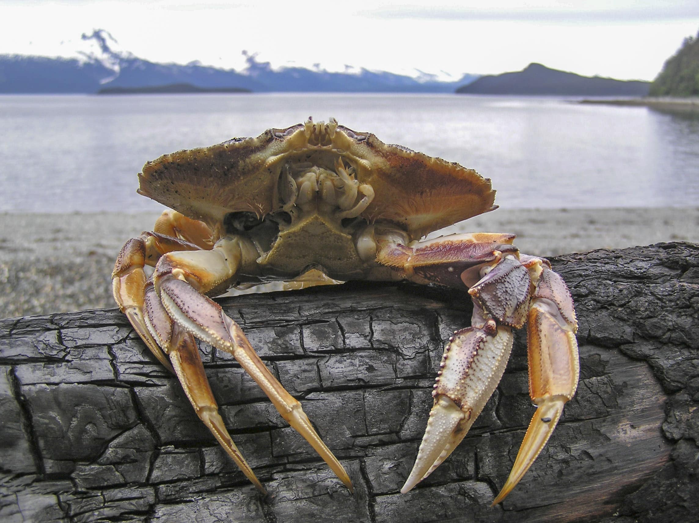 dungeness crab 47 dungeness crab 47