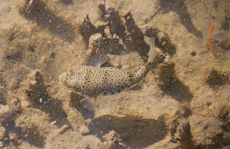 from above toadfish