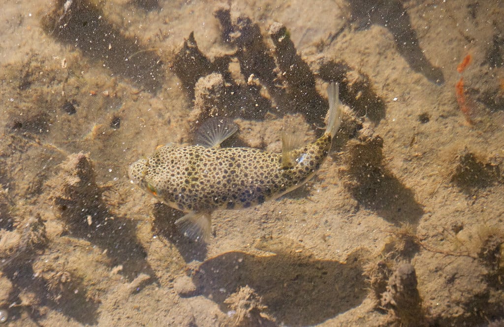 from above toadfish