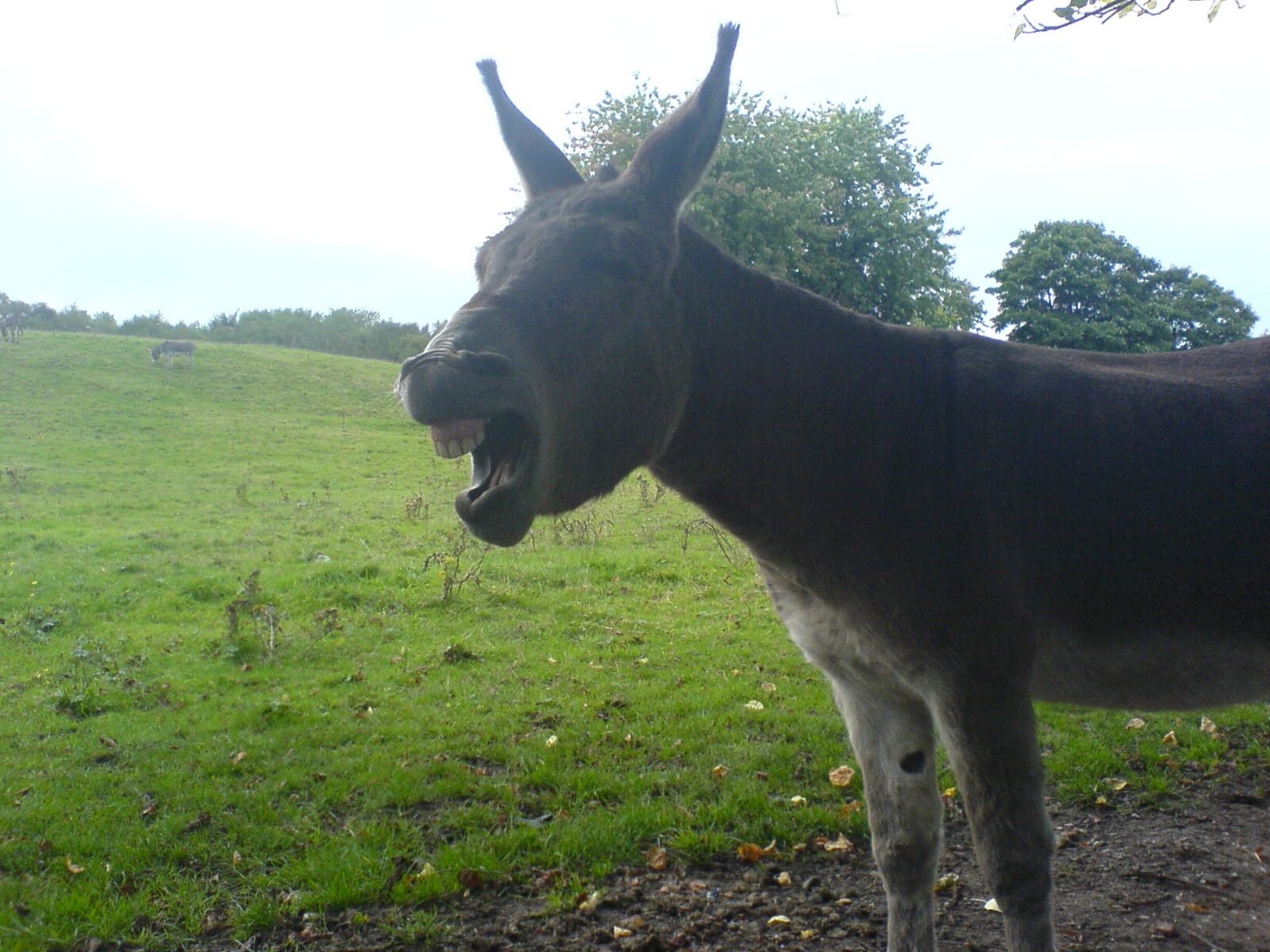 donkey 06