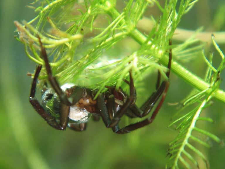 argyroneta aquatica weibchen2 argyroneta aquatica weibchen2