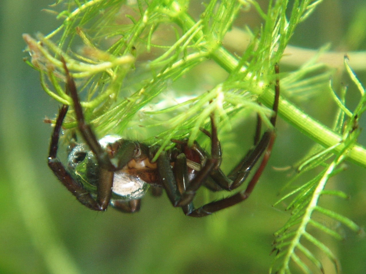 argyroneta aquatica weibchen2 argyroneta aquatica weibchen2