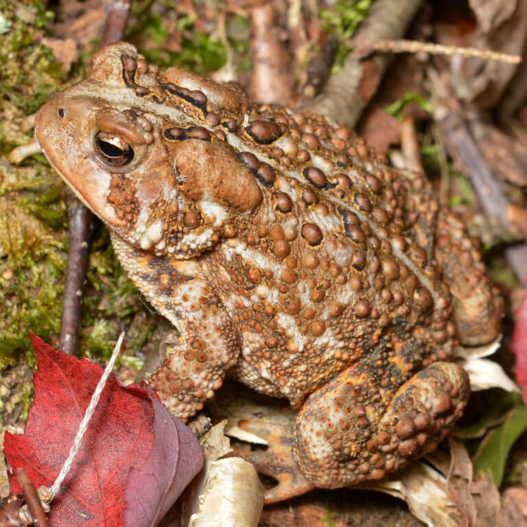 american toad (anaxyrus americanus) algonquin provincial park 2019 09 21 american toad (anaxyrus americanus) algonquin provincial park 2019 09 21