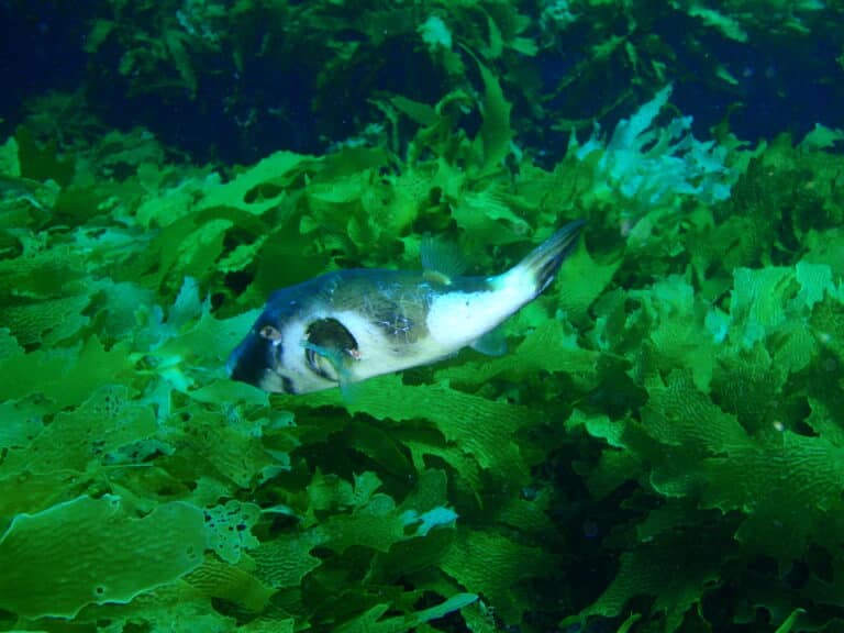 omegophora armilla ringed toadfish pc280373