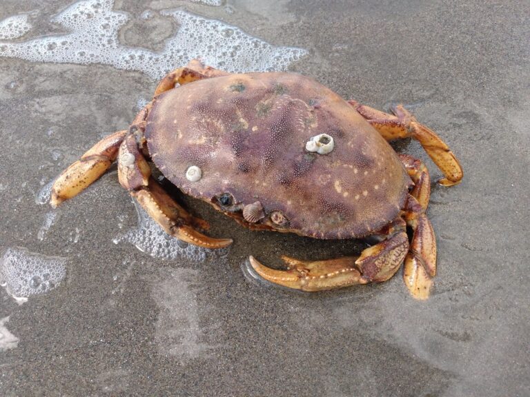 dungeness crab, metacarcinus magister dungeness crab, metacarcinus magister