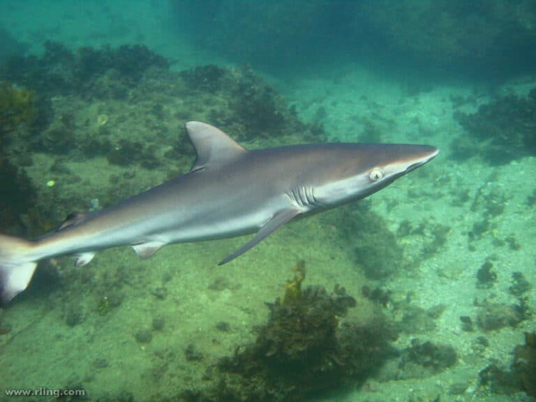dusky whaler shark dusky whaler shark