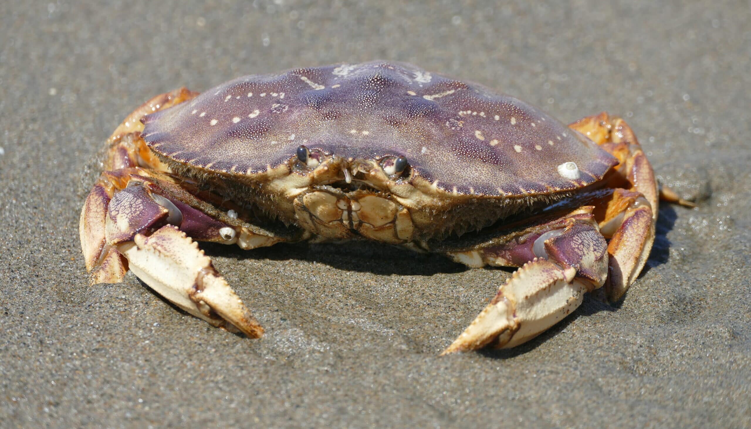 dungeness crab. san mateo county. 2024 08 25 dungeness crab. san mateo county. 2024 08 25 Dungeness Crab