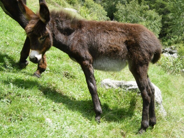 donkey val dei ratti 02