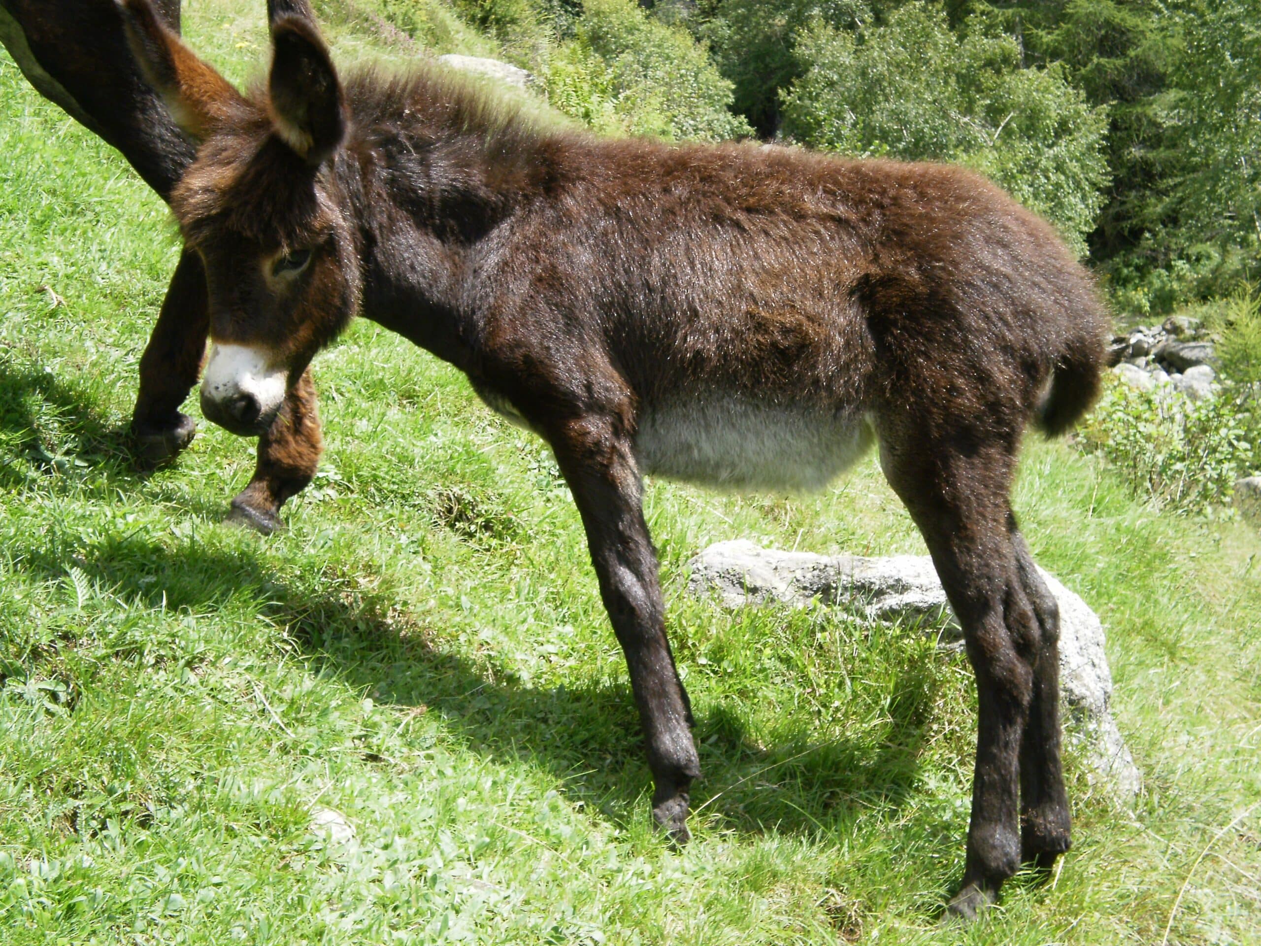 donkey val dei ratti 02