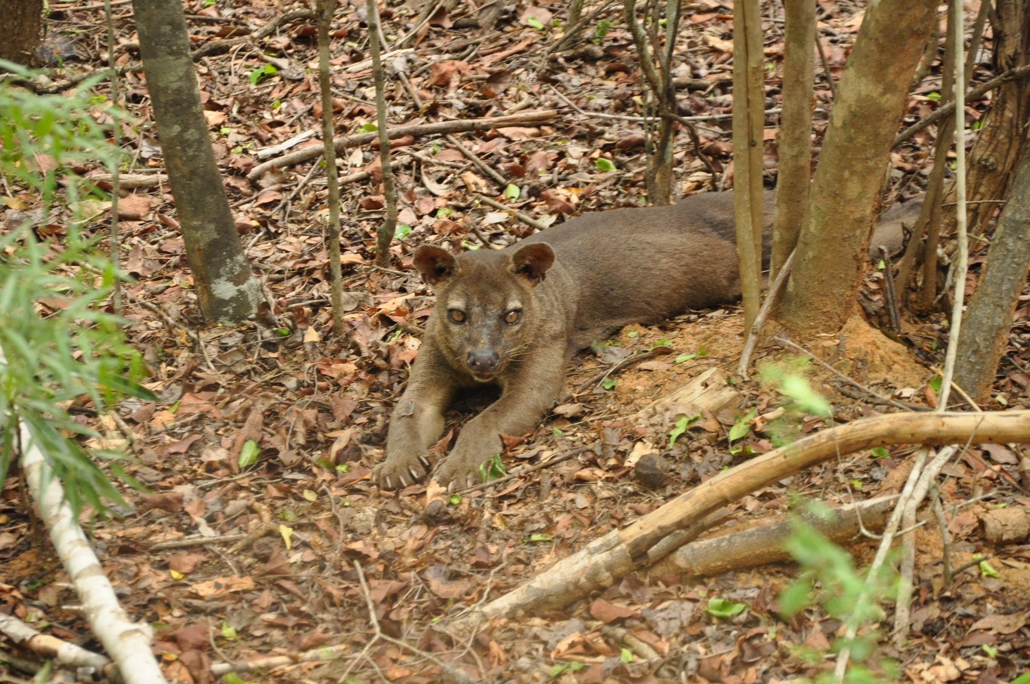 cryptoprocta ferox 61721530