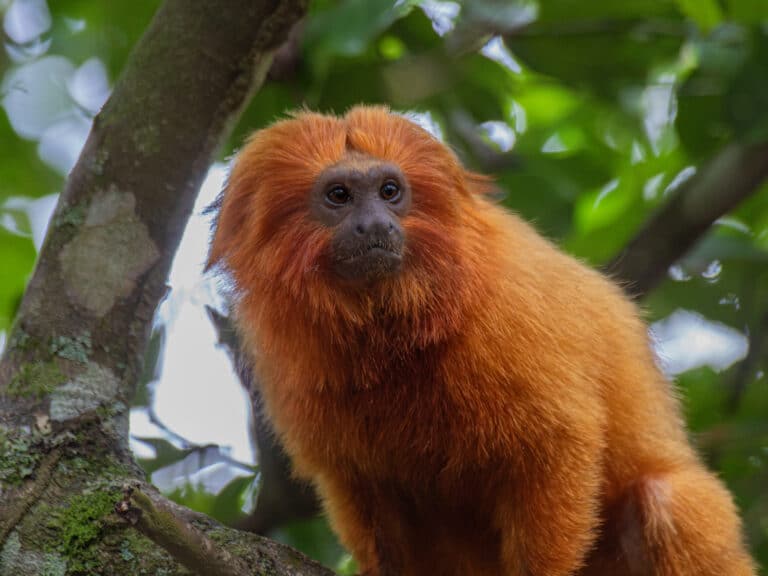 leontopithecus rosalia 467256293 leontopithecus rosalia 467256293
