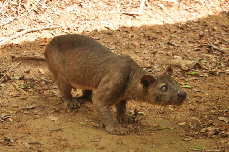 cryptoprocta ferox 61721534