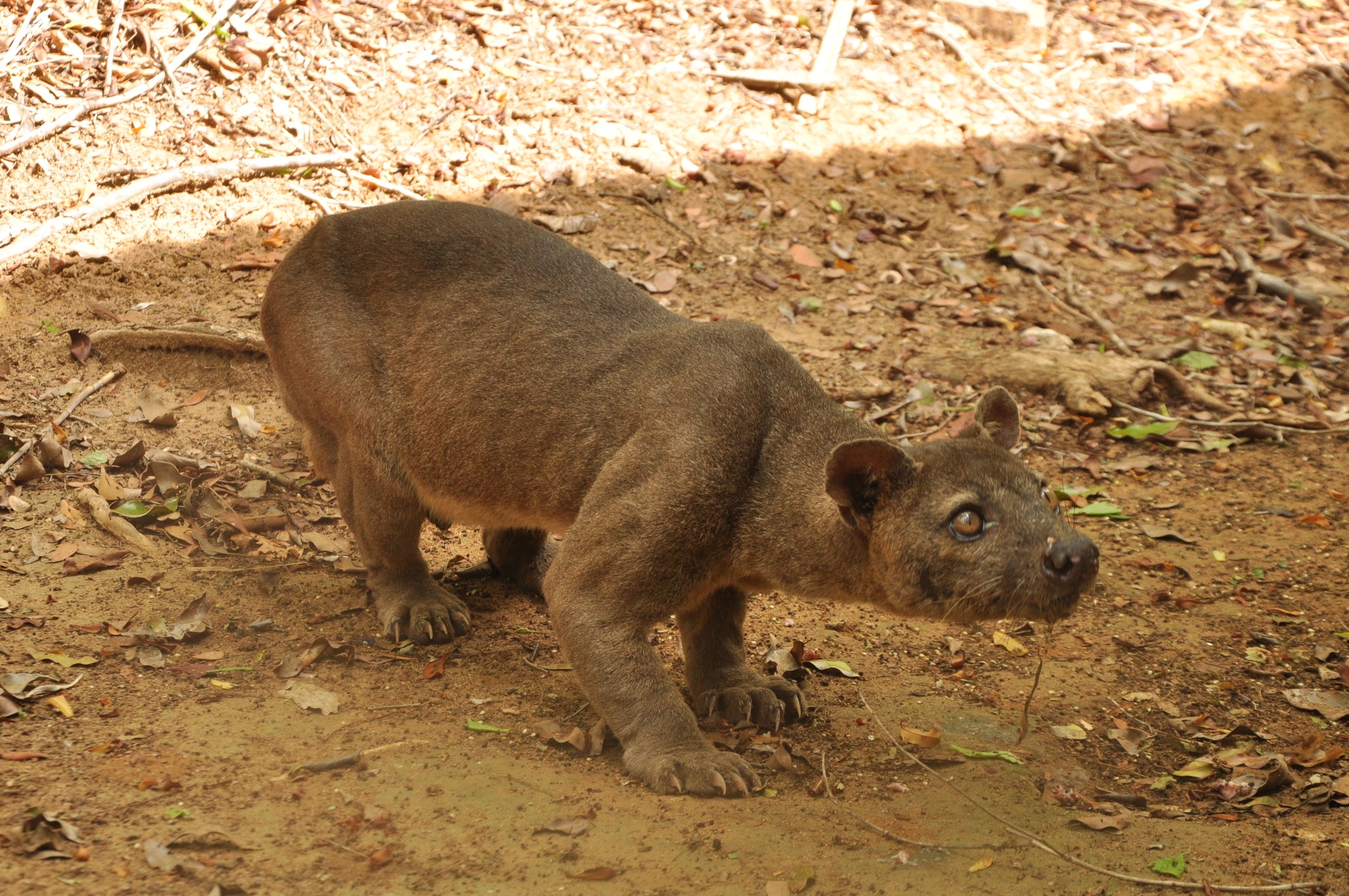 cryptoprocta ferox 61721534