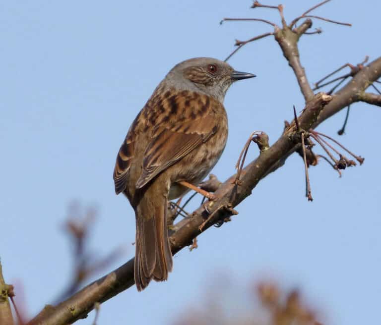 dunnock. prunella modularis flickr gailhampshire dunnock. prunella modularis flickr gailhampshire