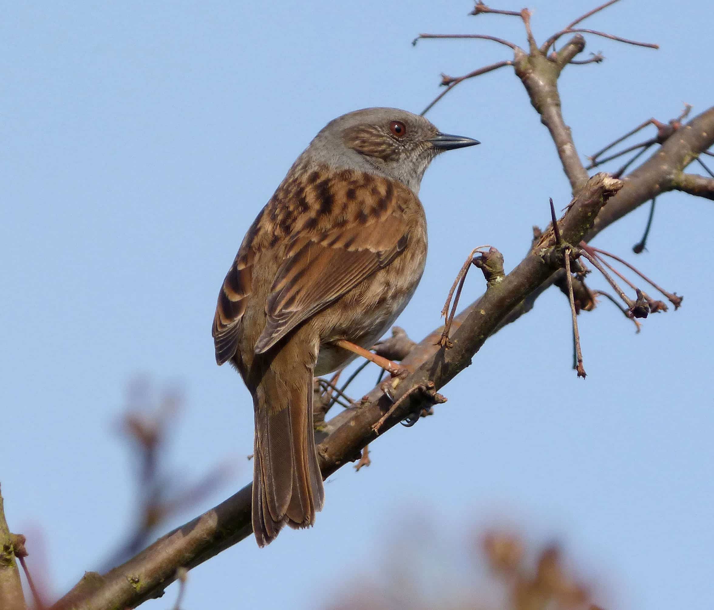 dunnock. prunella modularis flickr gailhampshire dunnock. prunella modularis flickr gailhampshire