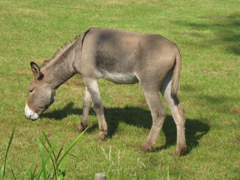 equus asinus (donkey), arnhem, the netherlands