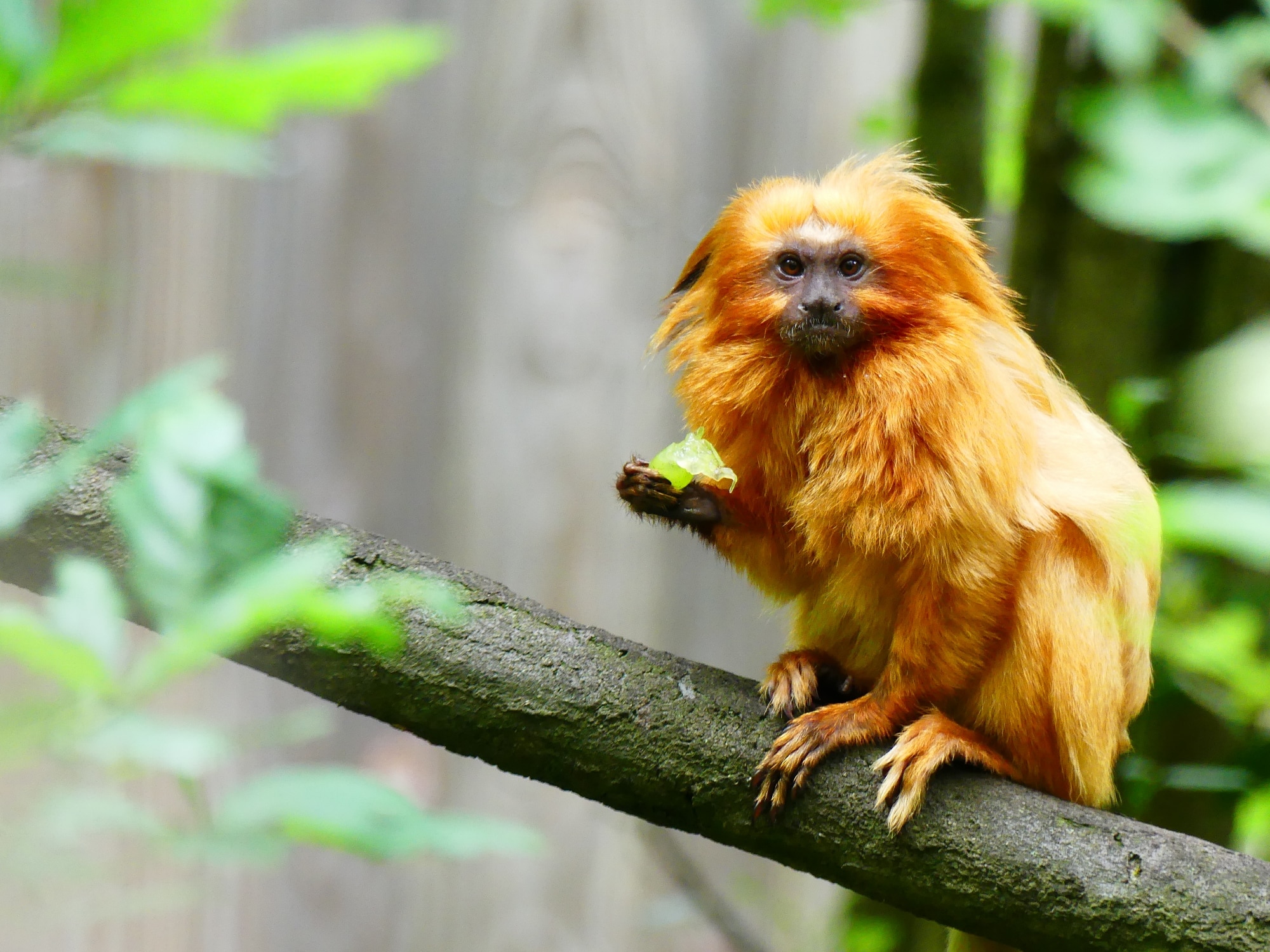 leontopithecus rosalia, réserve zoologique de calviac leontopithecus rosalia, réserve zoologique de calviac