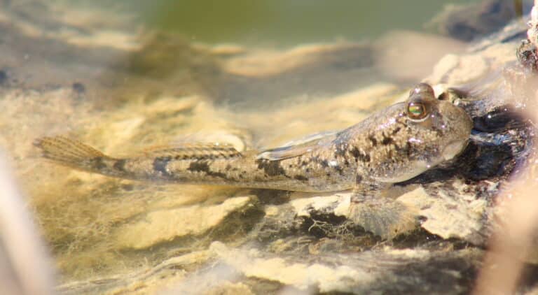 gobiidae>periophthalmus argentilineatus? barred mudskipper img5320 gobiidae>periophthalmus argentilineatus? barred mudskipper img5320 Goby Fish