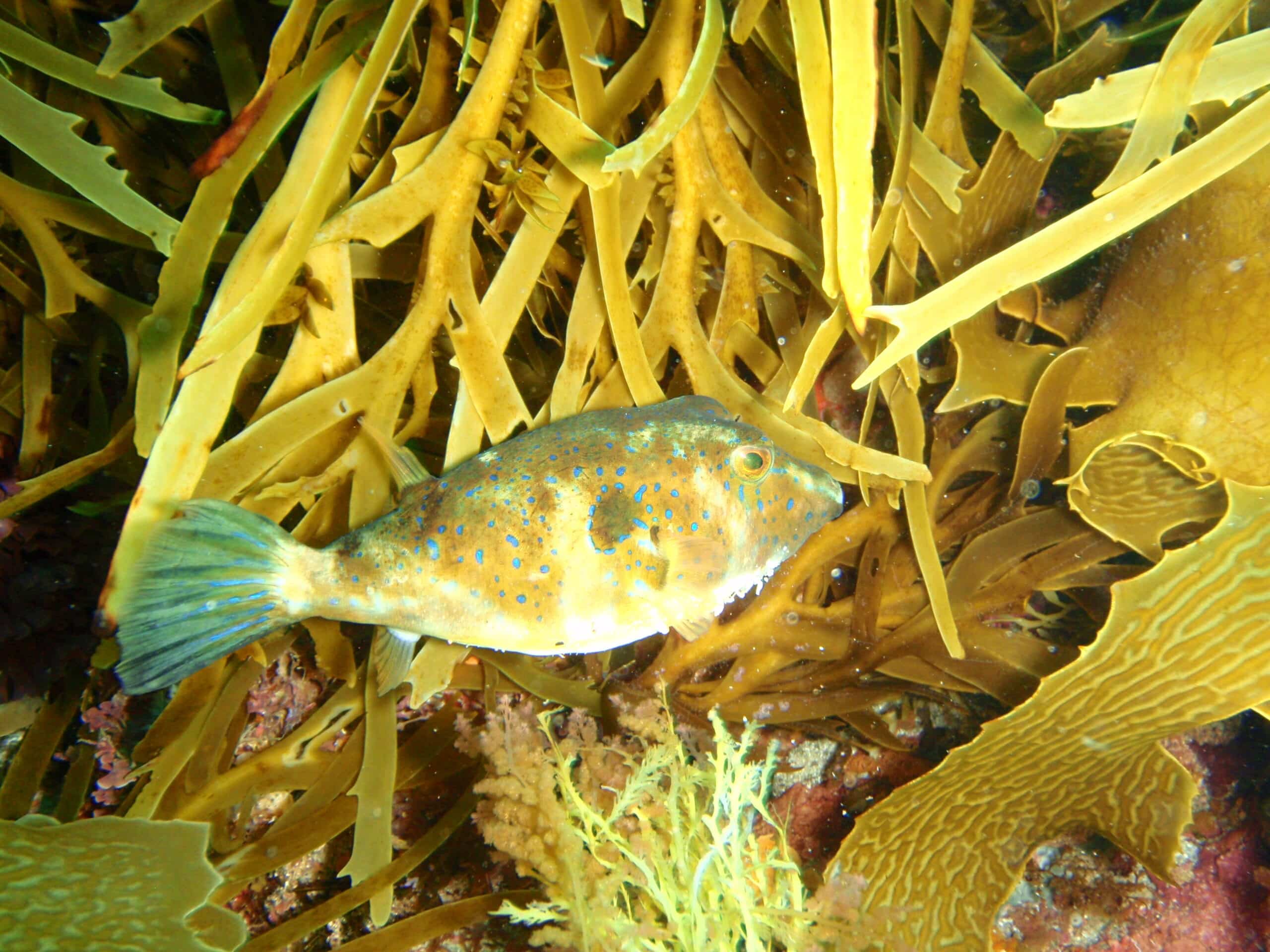 omegophora cyanopunctata bluespotted toadfish pc290509