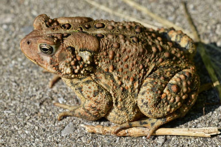eastern american toad (anaxyrus americanus americanus) london, ontario 01 eastern american toad (anaxyrus americanus americanus) london, ontario 01