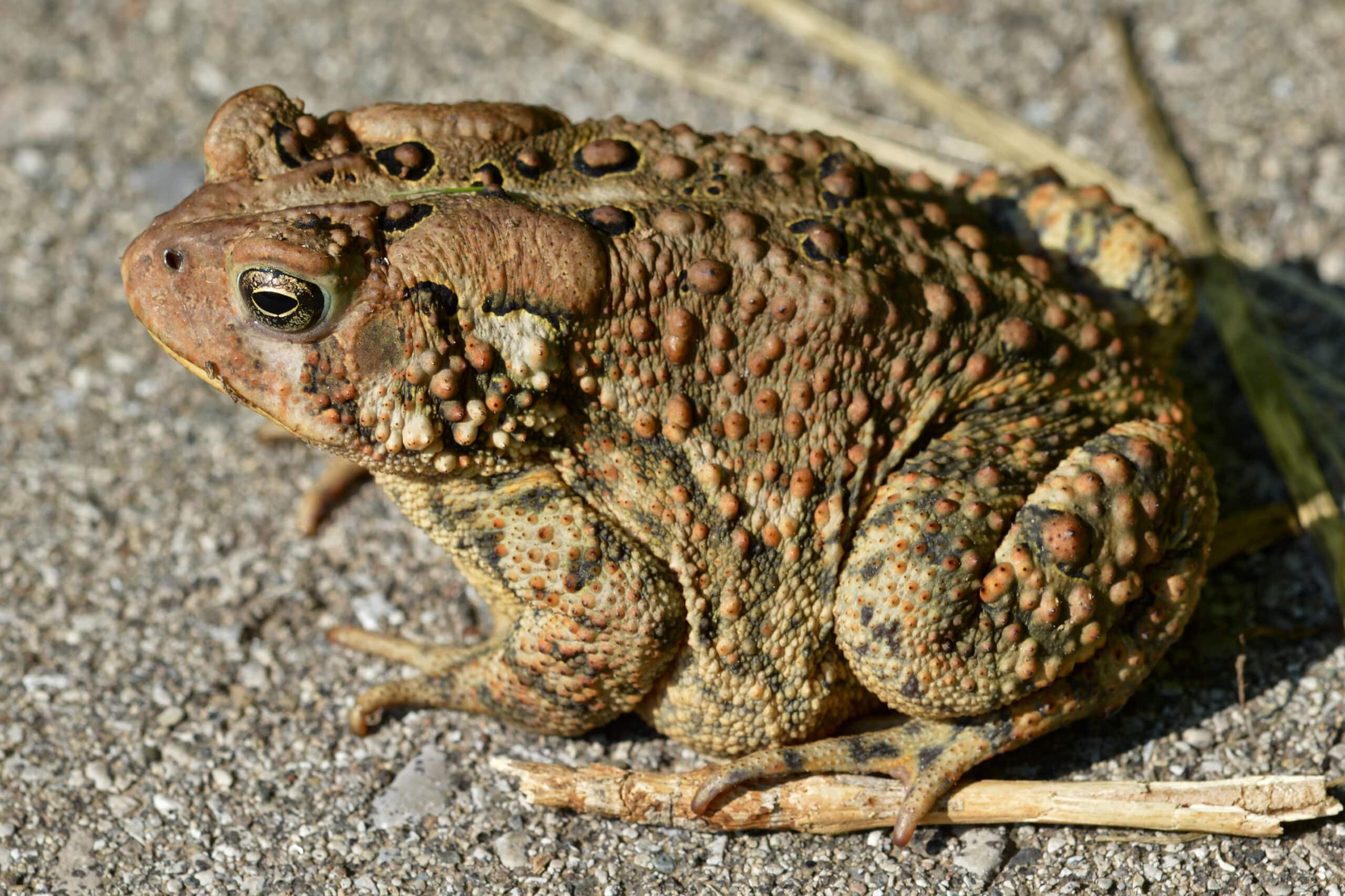 eastern american toad (anaxyrus americanus americanus) london, ontario 01 eastern american toad (anaxyrus americanus americanus) london, ontario 01
