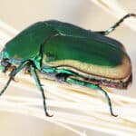Figeater Beetle