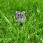 Dwarf Hamster